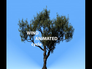american chestnut tree 001 - wind animated 3D Model