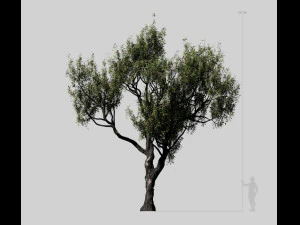 american chestnut tree 001 - wind animated 3D Model