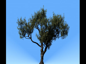 american chestnut tree 001 - wind animated 3D-Modell