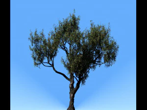 american chestnut tree 001 - wind animated 3D Model