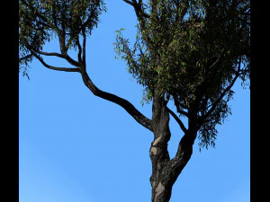 american chestnut tree 001 - wind animated 3D Model