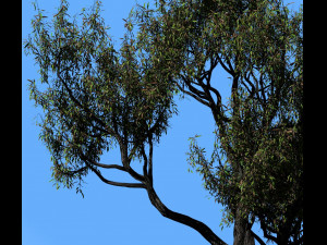 american chestnut tree 001 - wind animated 3D-Modell