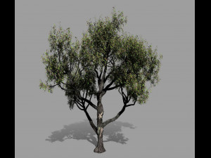 american chestnut tree 001 - wind animated 3D-Modell