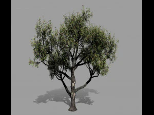 american chestnut tree 001 - wind animated 3D Model
