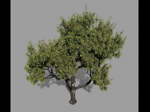 american chestnut tree 001 - wind animated 3D-Modell