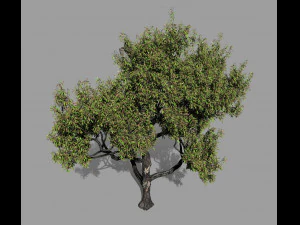 american chestnut tree 001 - wind animated 3D Model