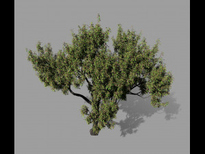 american chestnut tree 001 - wind animated 3D-Modell