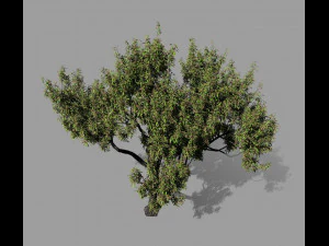 american chestnut tree 001 - wind animated 3D Model