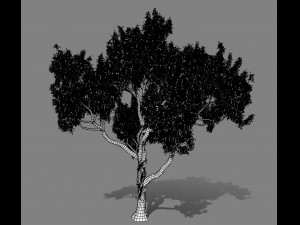 american chestnut tree 001 - wind animated 3D-Modell