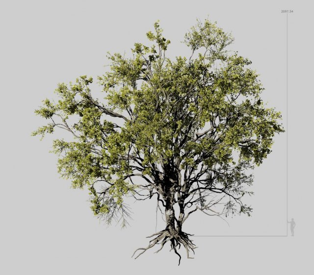american elm tree 001 - ulmus americana 3D Model .c4d .max .obj .3ds .fbx .stl .blend