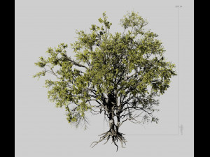 american elm tree 001 - ulmus americana 3D Model