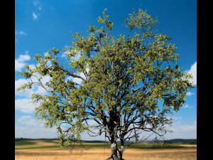 american elm tree 001 - ulmus americana 3D Model