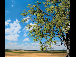 american elm tree 001 - ulmus americana 3D Model
