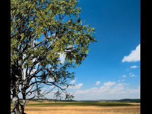 american elm tree 001 - ulmus americana 3D Model