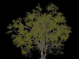 american elm tree 001 - ulmus americana 3D Model