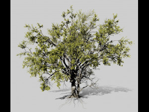 american elm tree 001 - ulmus americana 3D Model