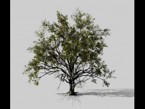 american elm tree 001 - ulmus americana 3D Model