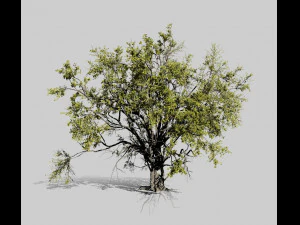 american elm tree 001 - ulmus americana 3D Model