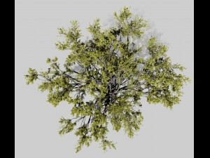 american elm tree 001 - ulmus americana 3D Model