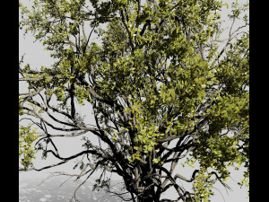 american elm tree 001 - ulmus americana 3D Model