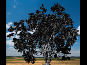 american elm tree 001 - ulmus americana 3D Model