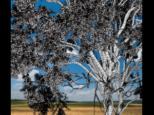 american elm tree 001 - ulmus americana 3D Model