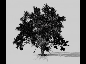 american elm tree 001 - ulmus americana 3D Model