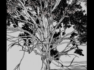 american elm tree 001 - ulmus americana 3D Model