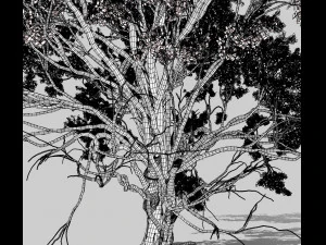 american elm tree 001 - ulmus americana 3D Model