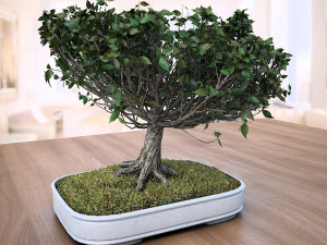 american elm bonsai tree 001 - ulmus americana 3D Model