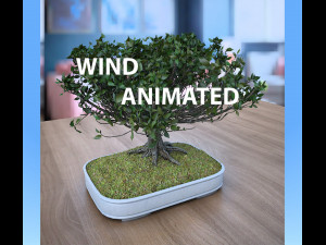 wind animated - american elm bonsai 001 3D Model