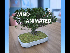 vento animado - bonsai de olmo americano 001 Modelo 3D