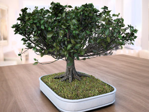 wind animated - american elm bonsai 001 3D मॉडल