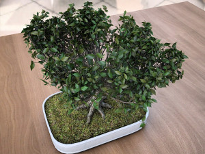 wind animated - american elm bonsai 001 3D मॉडल
