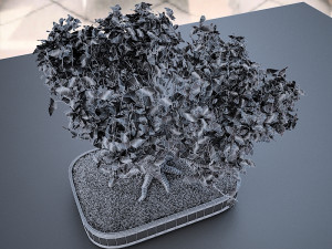 wind animated - american elm bonsai 001 3D मॉडल