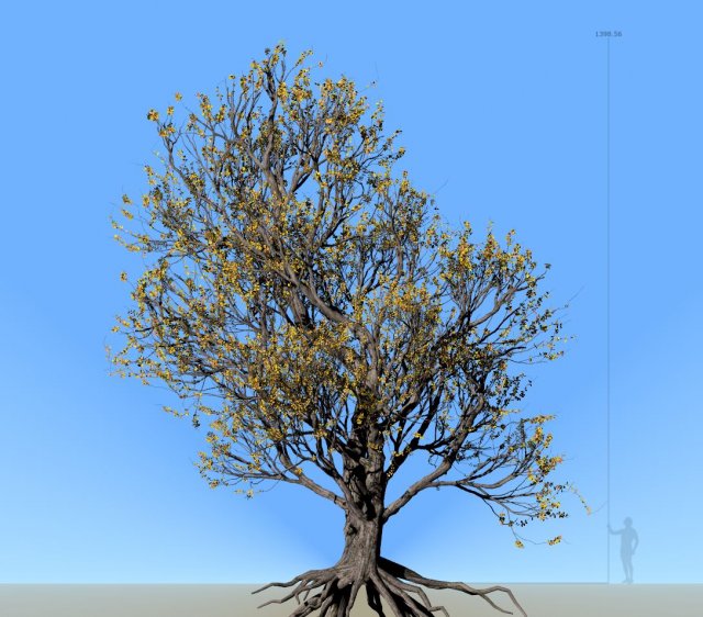 american hornbeam tree 001 - carpinus caroliniana 3D Model .c4d .max .obj .3ds .fbx .stl .blend 