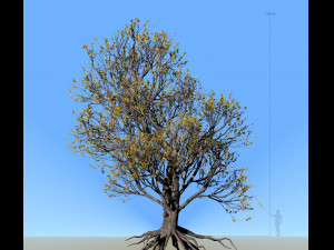 american hornbeam tree 001 - carpinus caroliniana 3D Model