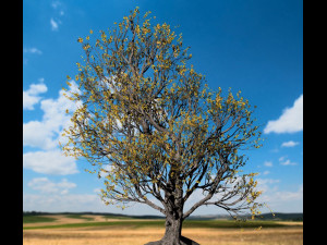 american hornbeam tree 001 - carpinus caroliniana 3D Model