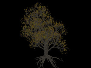 american hornbeam tree 001 - carpinus caroliniana 3D Model