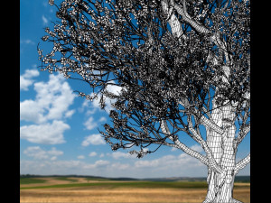 american hornbeam tree 001 - carpinus caroliniana 3D Model