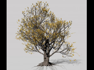 american hornbeam tree 001 - carpinus caroliniana 3D Model