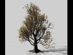 american hornbeam tree 001 - carpinus caroliniana 3D Model