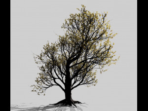 american hornbeam tree 001 - carpinus caroliniana 3D Model