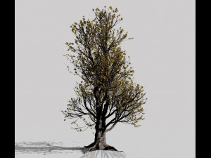 american hornbeam tree 001 - carpinus caroliniana 3D Model