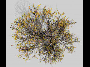 american hornbeam tree 001 - carpinus caroliniana 3D Model