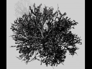 american hornbeam tree 001 - carpinus caroliniana 3D Model