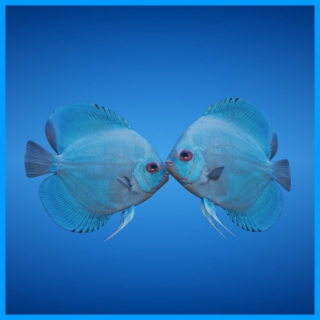 blue discus fish 3D Model .c4d .max .obj .3ds .fbx .stl .blend 