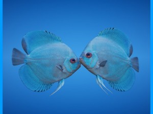 blue discus fish 3Dモデル