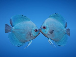 blue discus fish 3D Model