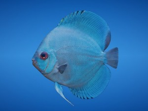 blue discus fish 3D Model